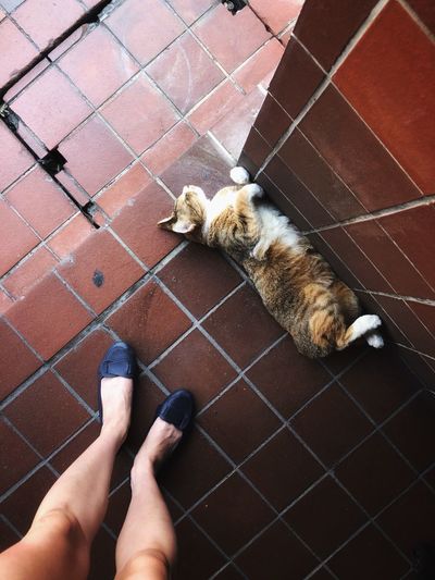 High angle view of cat on floor