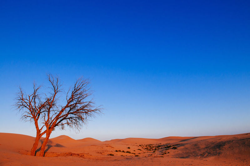 Scenic view of desert against clear blue sky with lone dead tree