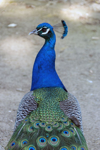 Pfau in voller pracht, peacock in full splendor