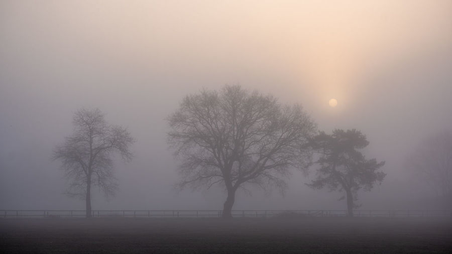 Silhouette trees on field against sky during foggy weather