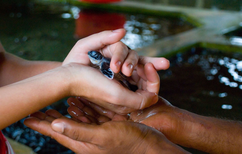 Cropped image of person holding baby turtle