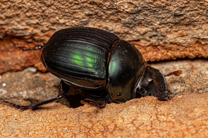 Close-up of insect