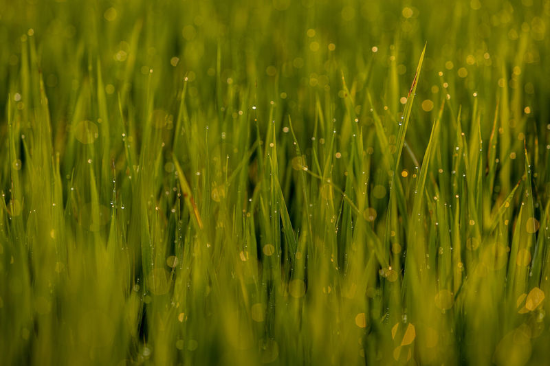 Close-up of crops growing on field