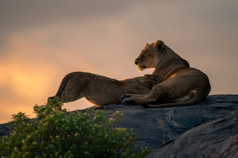 Lioness nurses cub on rock in silhouette