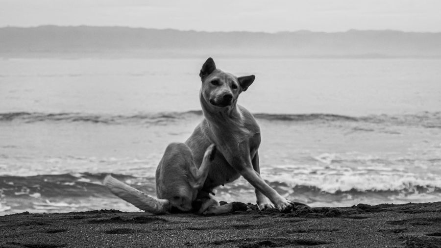 A stray dog scratching itself on the beach