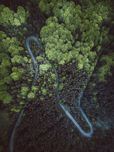 Aerial view of road by trees in forest