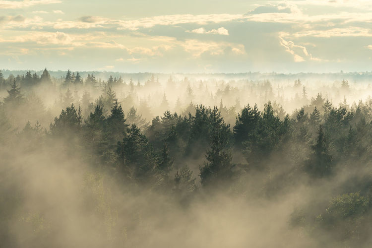 View of the mystical coniferous spruce forest in the fog