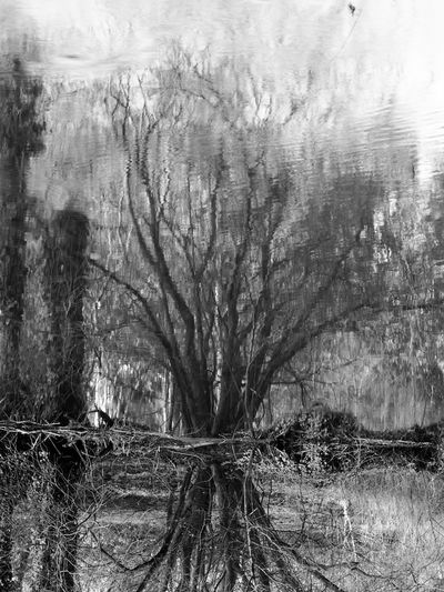 View of bare trees on land