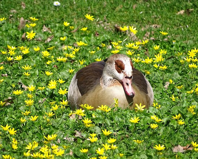 Egyptian goose in the sea of flowers