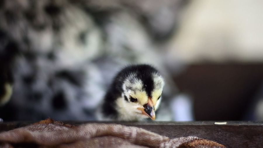 Close-up of baby chicken by wood