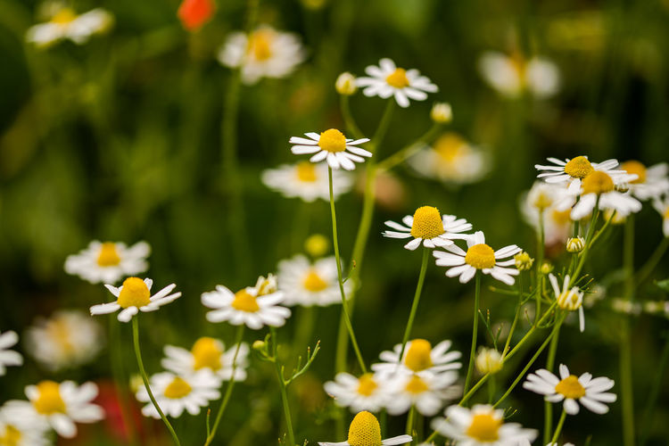 Field of camomile flowers