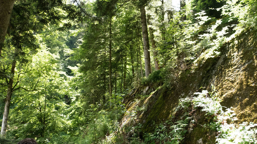 Plants and trees in forest