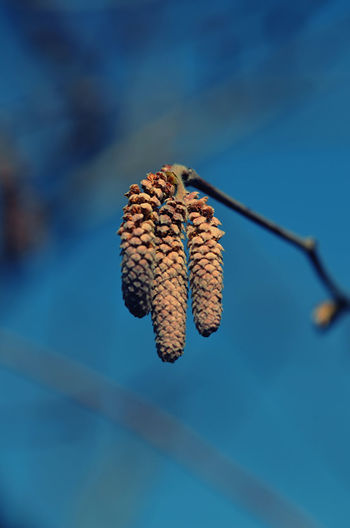 Low angle view of dried plant against blue sky