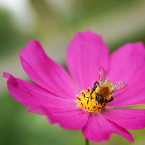 Close-up of bee pollinating on pink cosmos flower