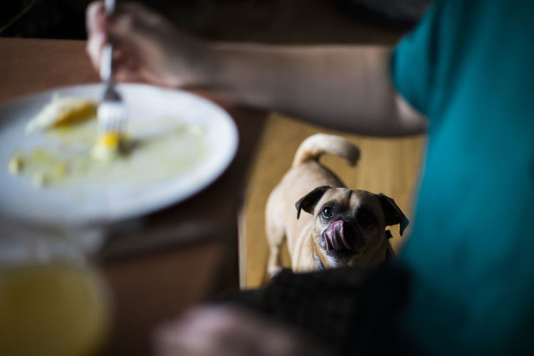 High angle view of pug looking at woman having food at home