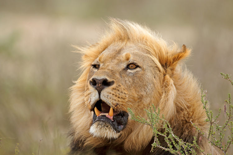 Portrait of a big male african lion - panthera leo, kalahari desert, south africa