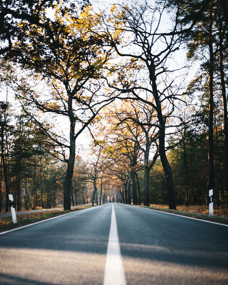 Surface level of road along trees