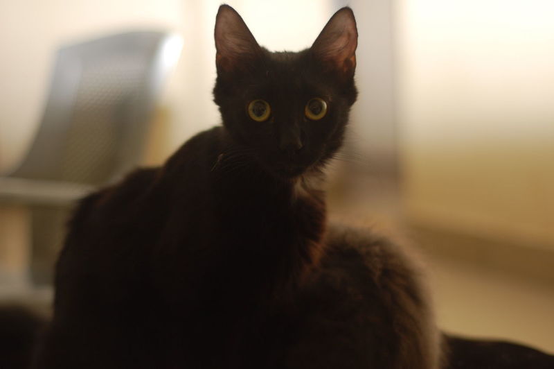 Close-up of cat