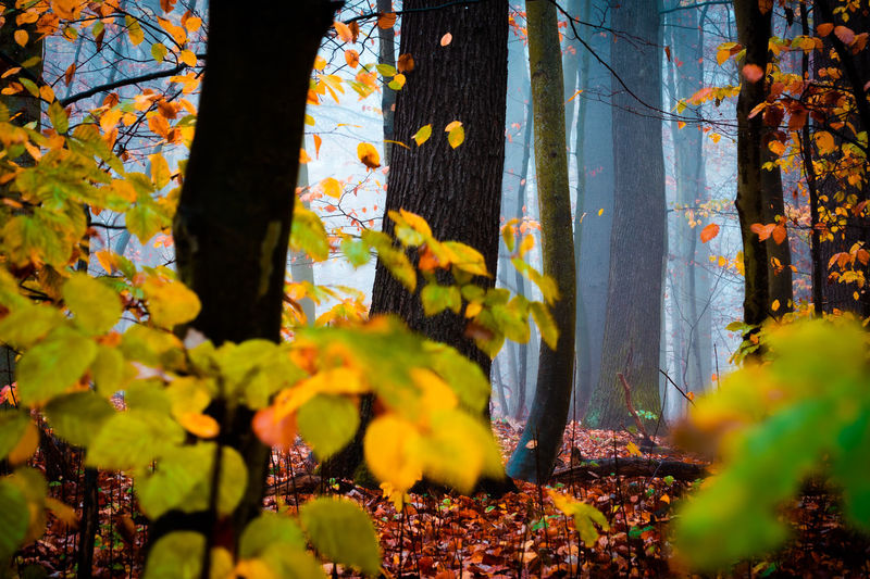 Autumn trees growing in forest