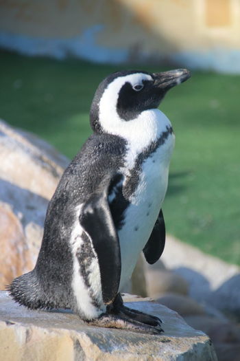 Close-up of penguin against water