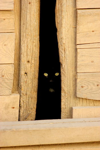 Portrait of cat looking through wooden door