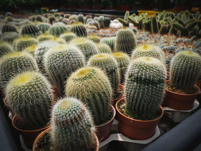 High angle view of cactus plants
