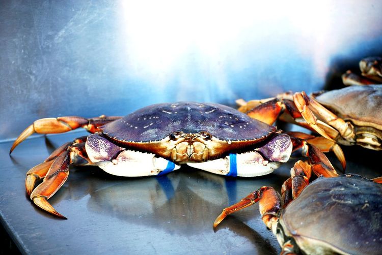 Close-up of crab on barbecue grill