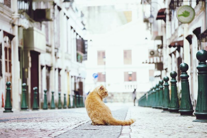 Stray cat on street in city