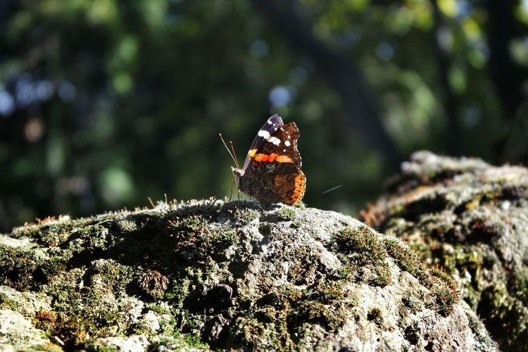 Close-up of butterfly on tree