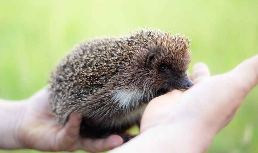 Cropped hands of person holding hedgehog