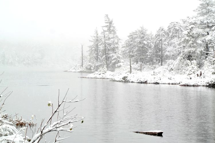 Scenic view of lake by trees during winter