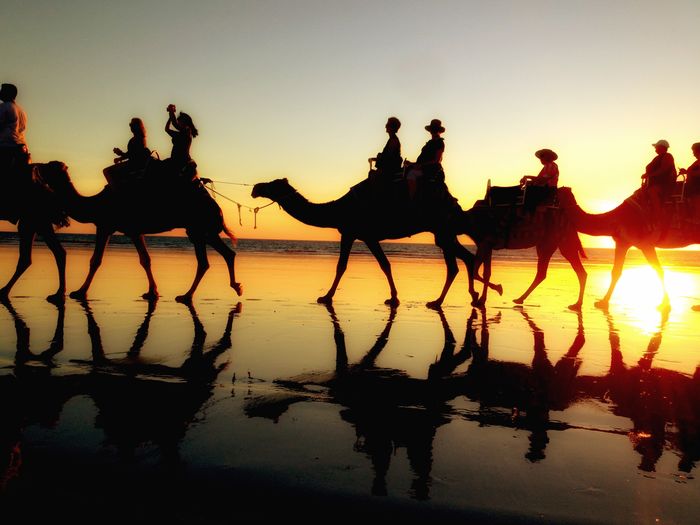 Silhouette people riding on camels at beach during sunset