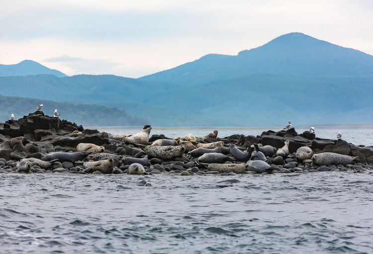 Seal island on pacific ocean 
