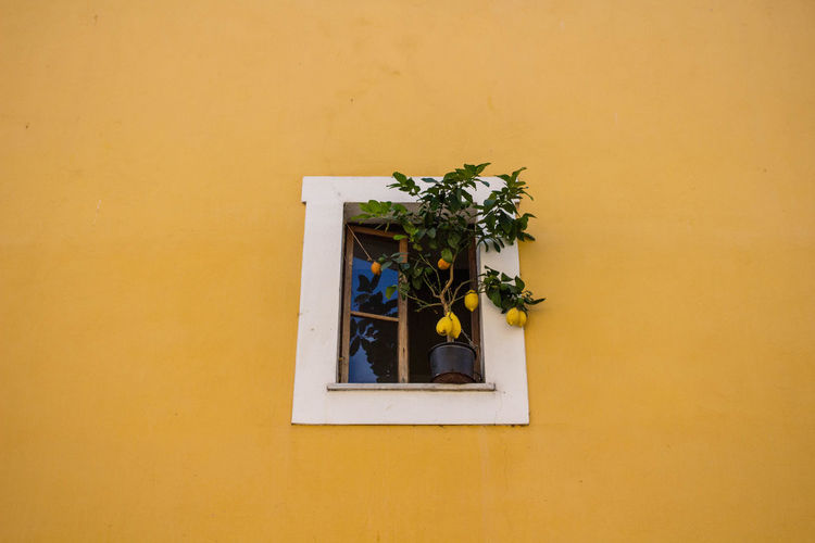 Potted plant against yellow wall of building