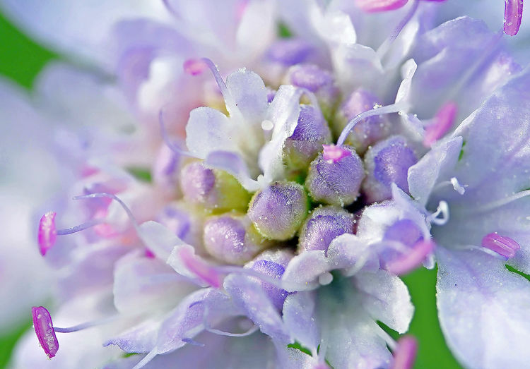 Close-up of purple flowering plant