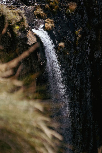 Scenic view of waterfall in forest
