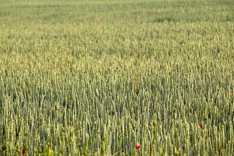 Wheat field with young plants has the texture of a soft soft green carpet