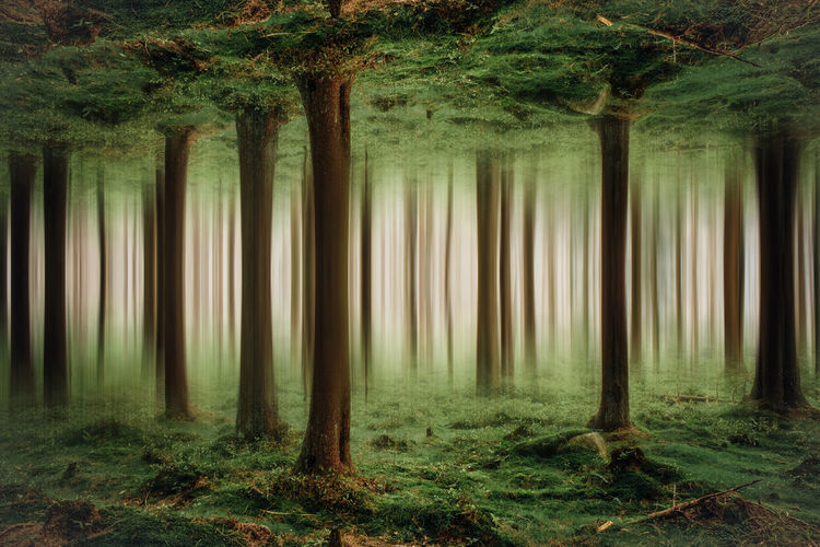 Trees in forest