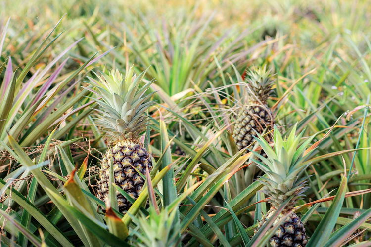 Pineapple pineapples on field