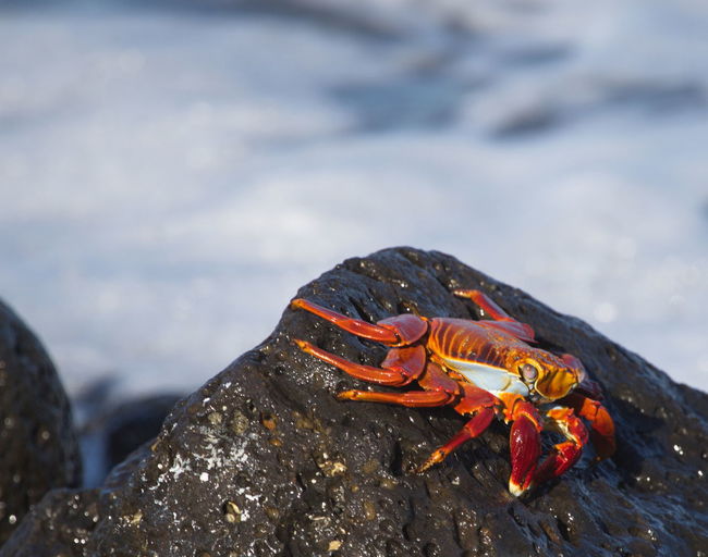 Closeup of a large red sally lightfoot crab grapsus grapsus resting on rocks galapagos islands. 