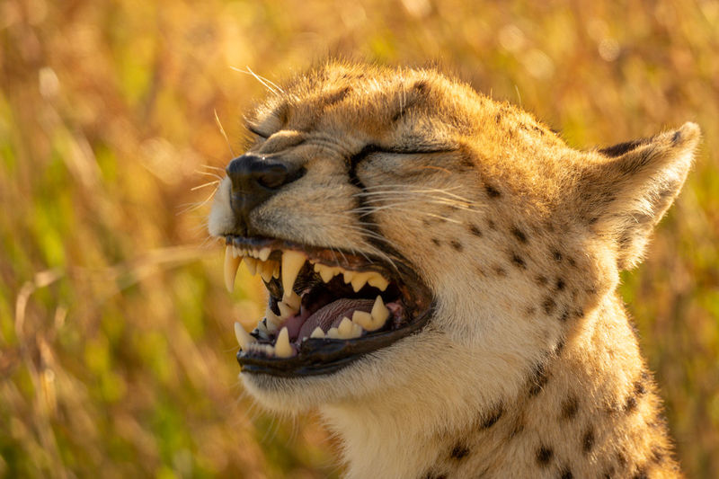 Close-up of backlit cheetah yawning in grass
