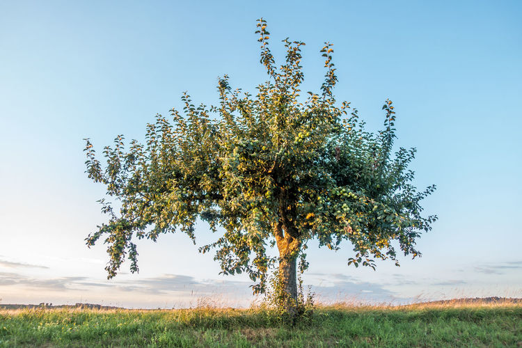Tree on grassy field against clear sky