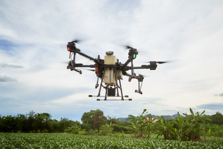 Farmers spray insecticides with agricultural drones