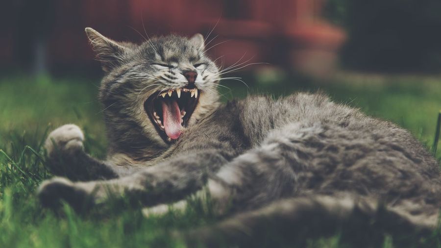 Close-up of gray cat yawning on grassy field