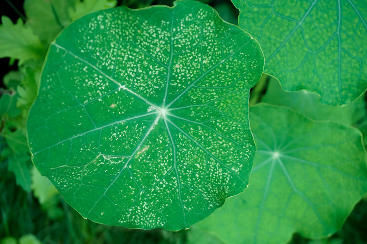 Close-up of green leaves