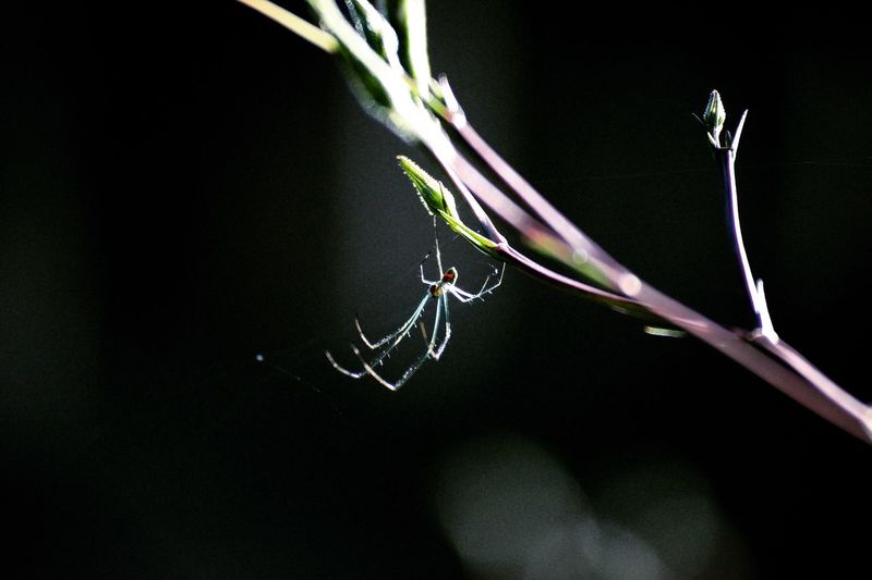 Close-up of spider on bud