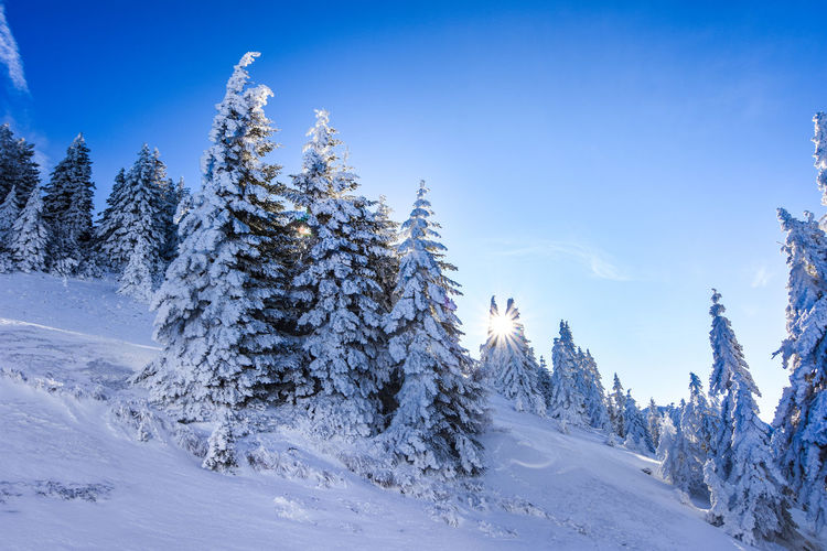 Pine trees on snow covered land against blue sky