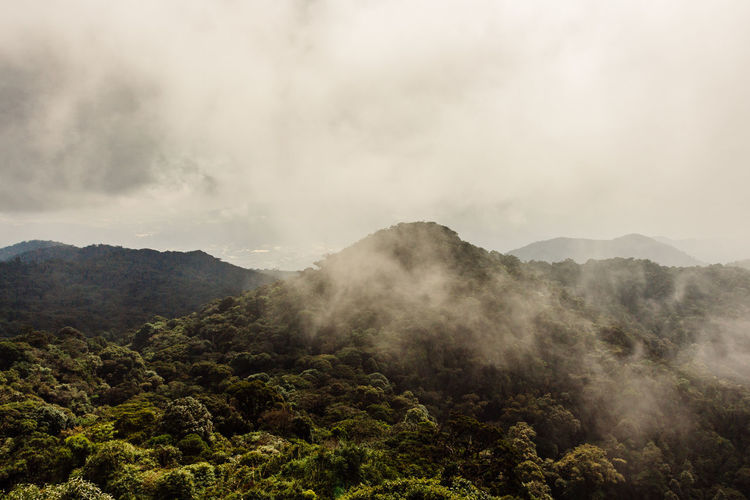 Scenic view of rain forest against sky