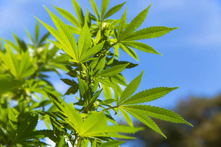 Close-up of marijuana plant against sky