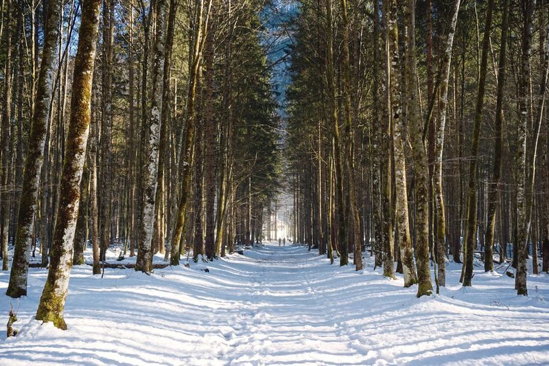 Pine trees in forest during winter